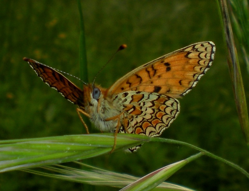 Alla ricerca della Melitaea ornata